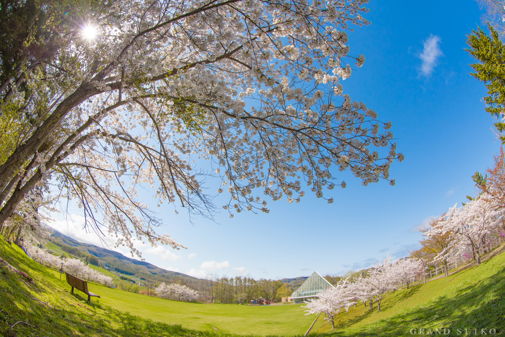 桜和み