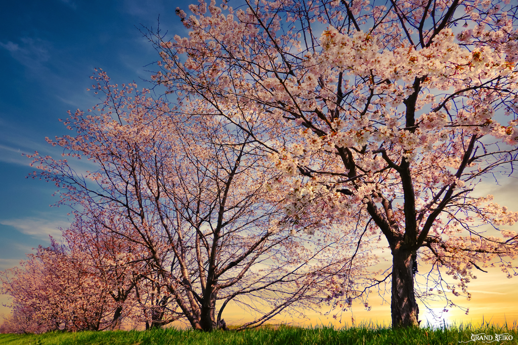醒める桜