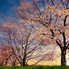 醒める桜