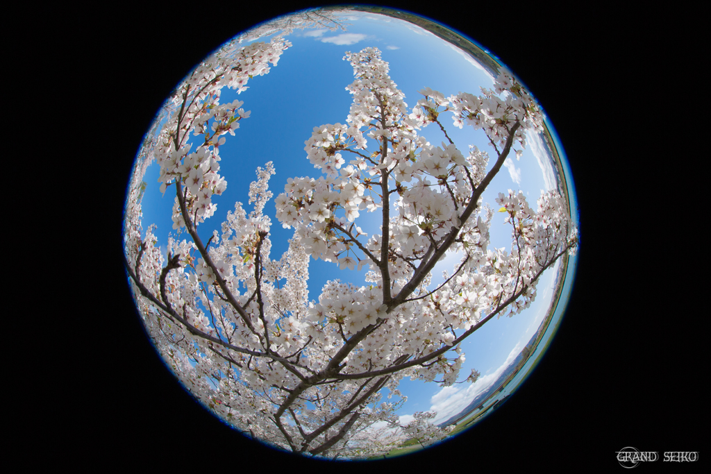 桜は青かった