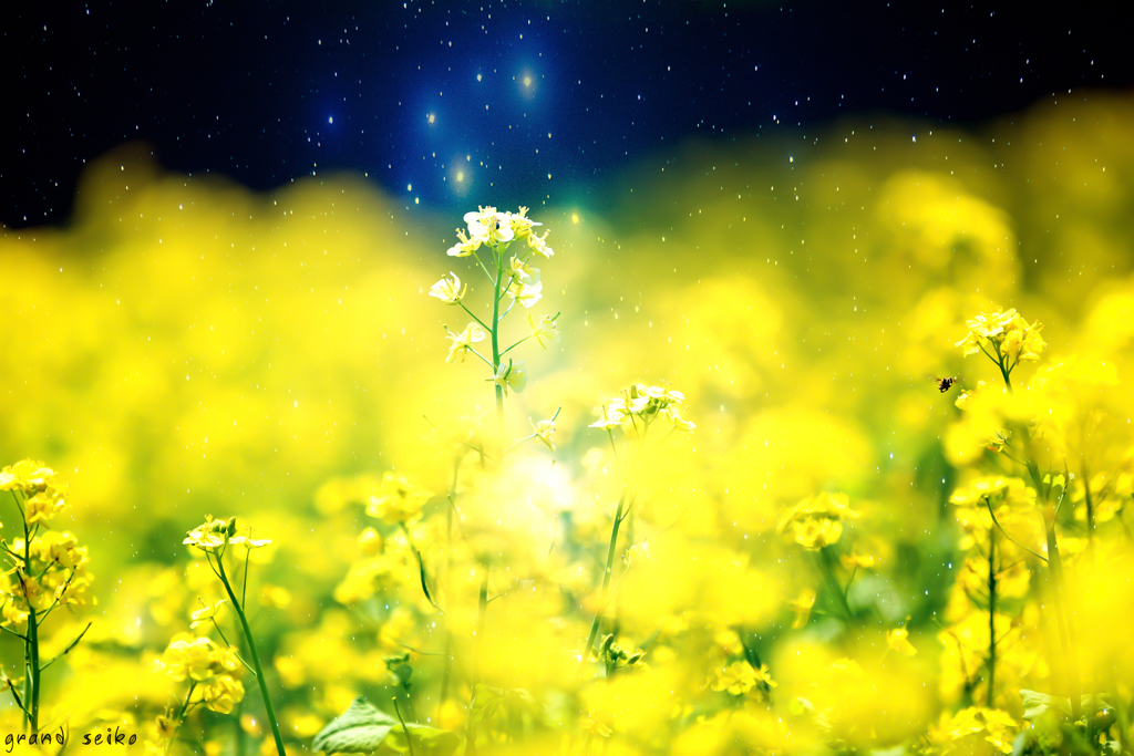 スバル菜の花