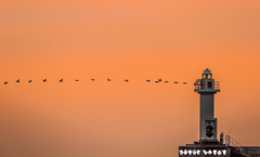 厚田灯台　夕陽の直線美