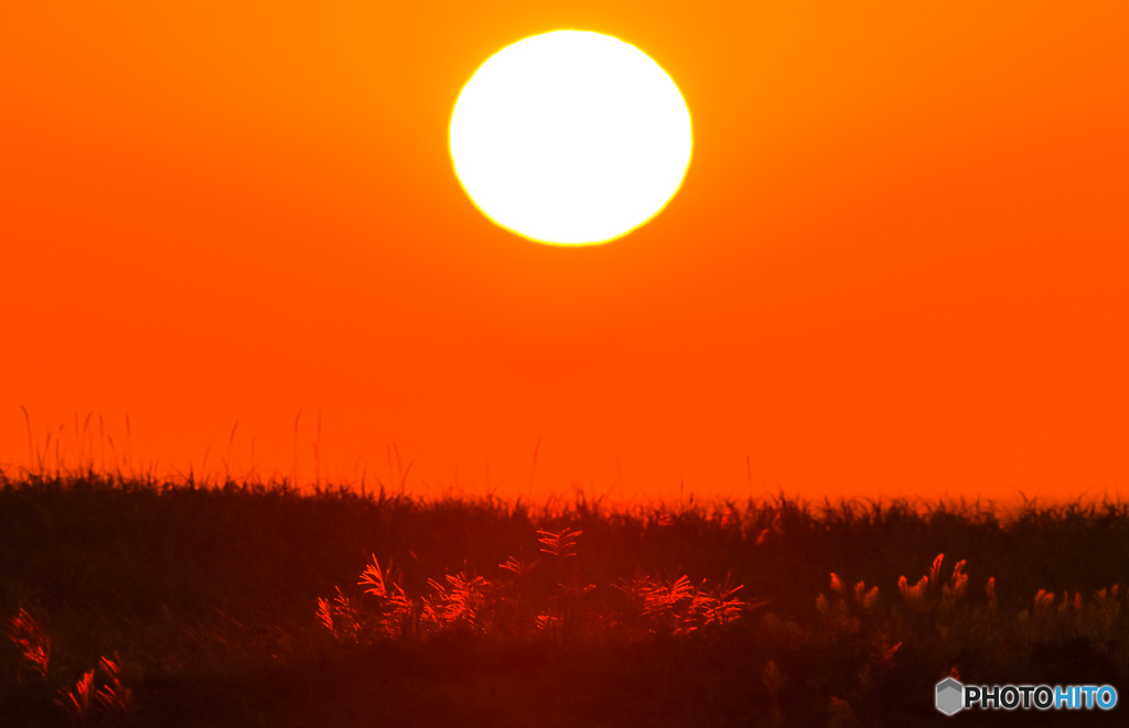 ススキ夕陽