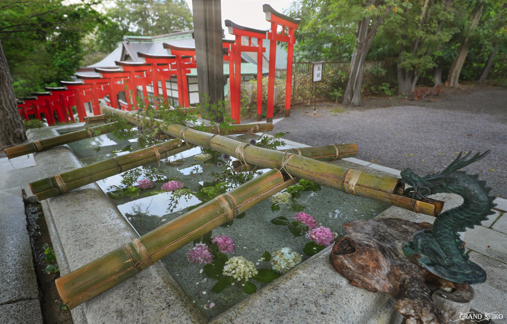 紫陽花参拝