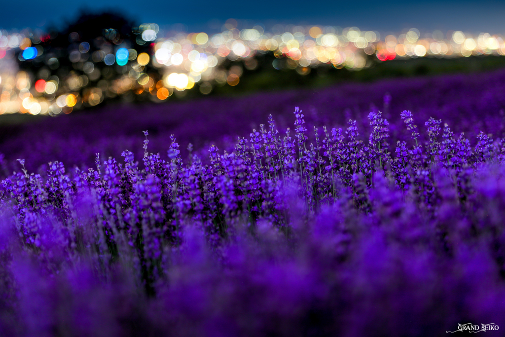 短夜に咲く