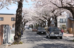 桜が丘通り2014