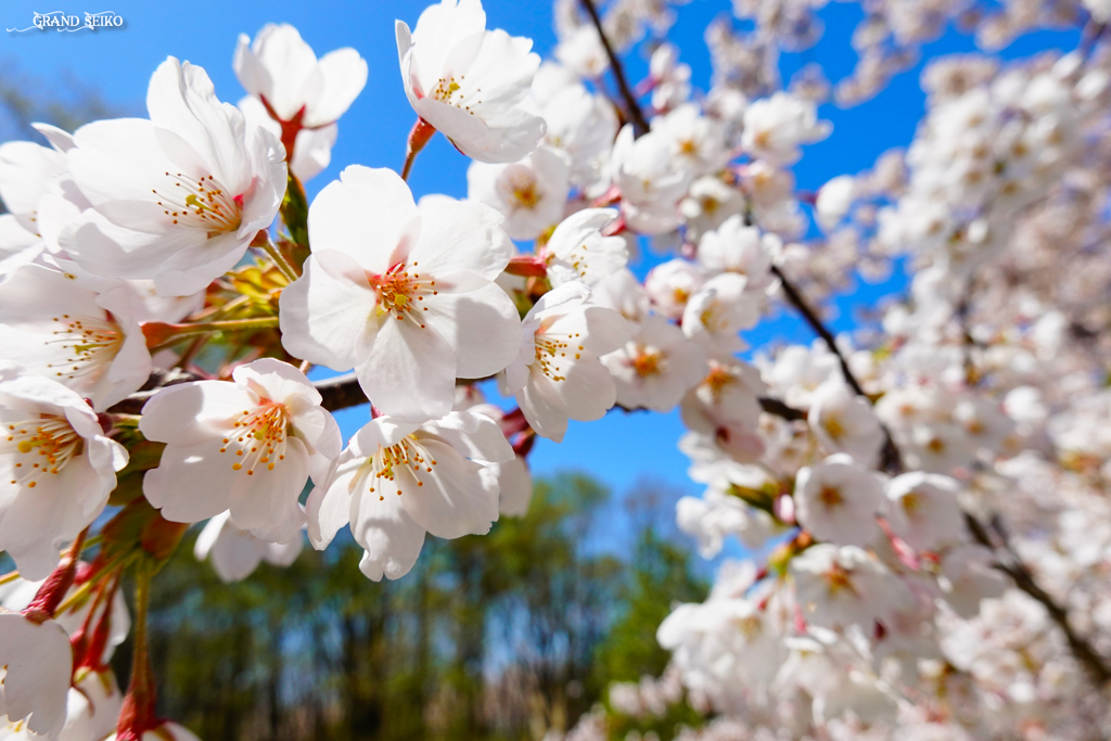 千本桜