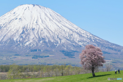 一本桜　憧憬