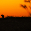 黄昏のキタキツネ
