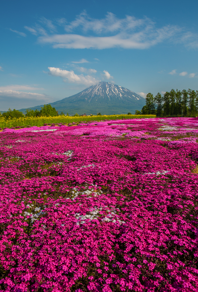 桃色染まる羊蹄山