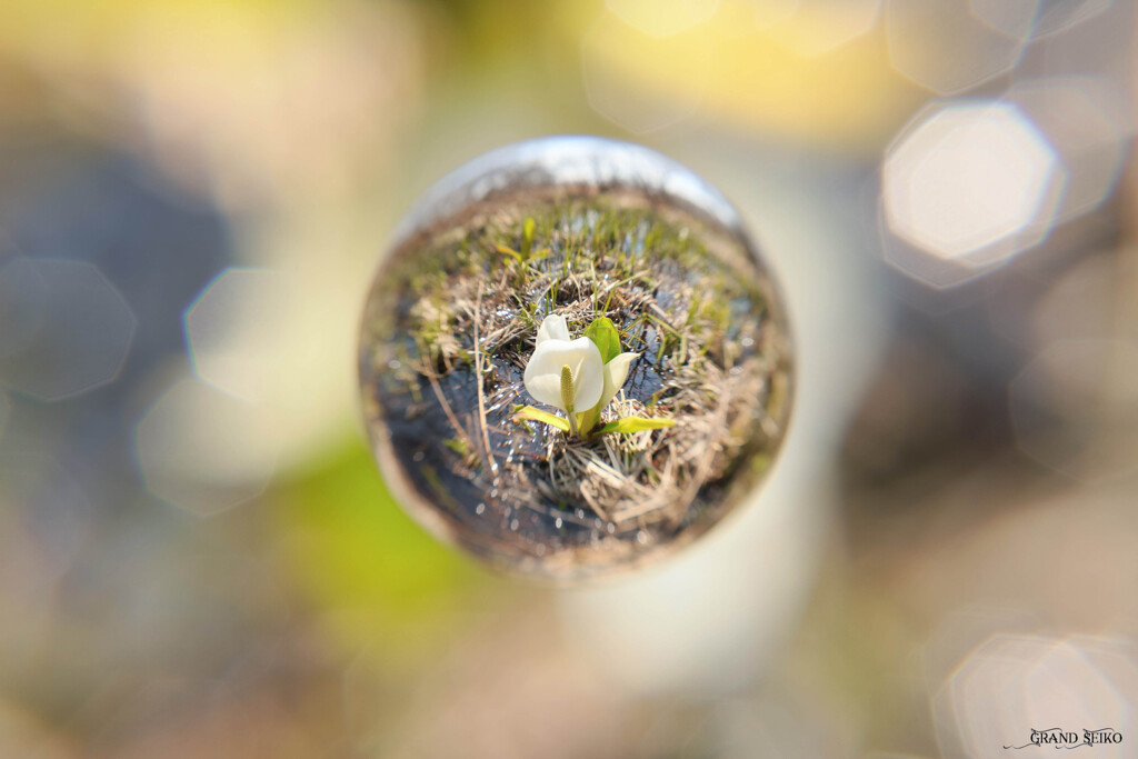 耀う水芭蕉