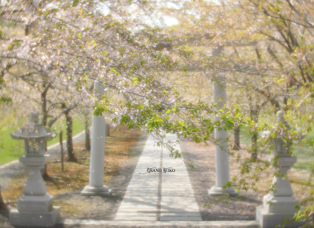 葉桜祈祷