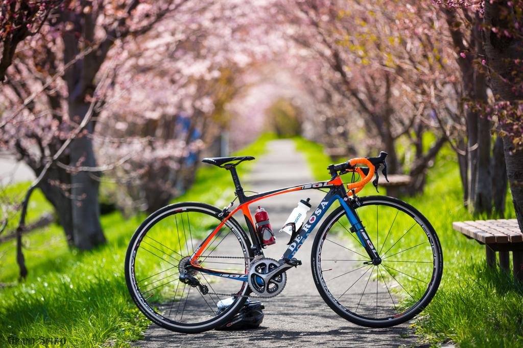 桜ロード♡