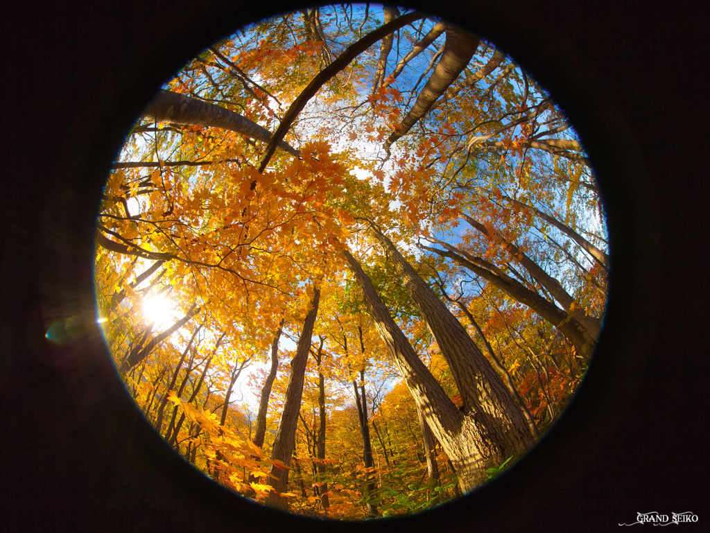 Autumn Poetry