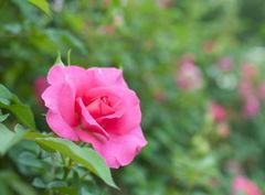 800-DSC_0095