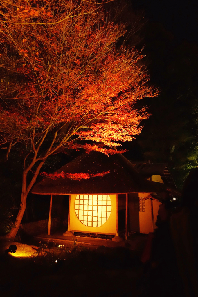 高台寺ライトアップ2