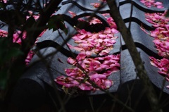 屋根の上の山茶花