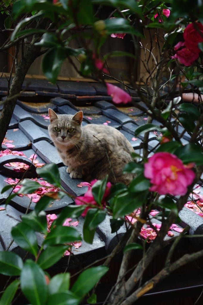 山茶花の木と猫