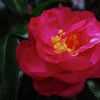 山茶花