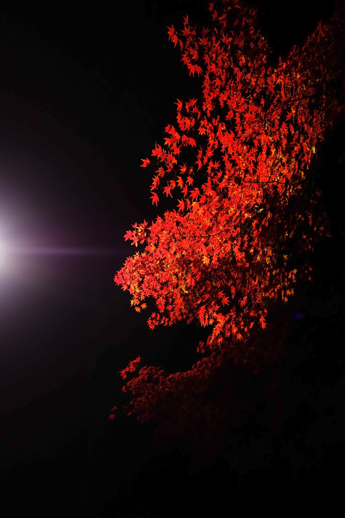 紅く輝く