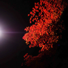 紅く輝く