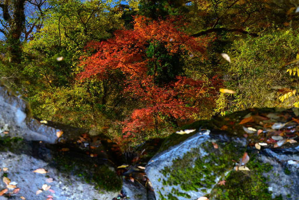 残り紅葉