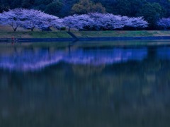 湖畔之桜