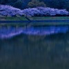 湖畔之桜