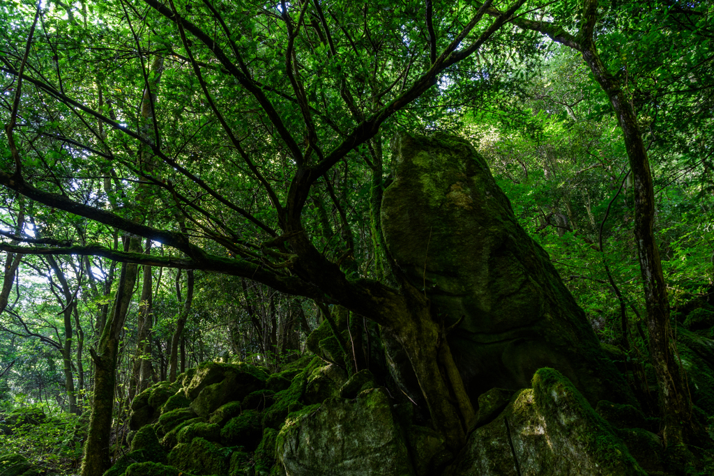 井原山登山道