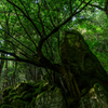 井原山登山道