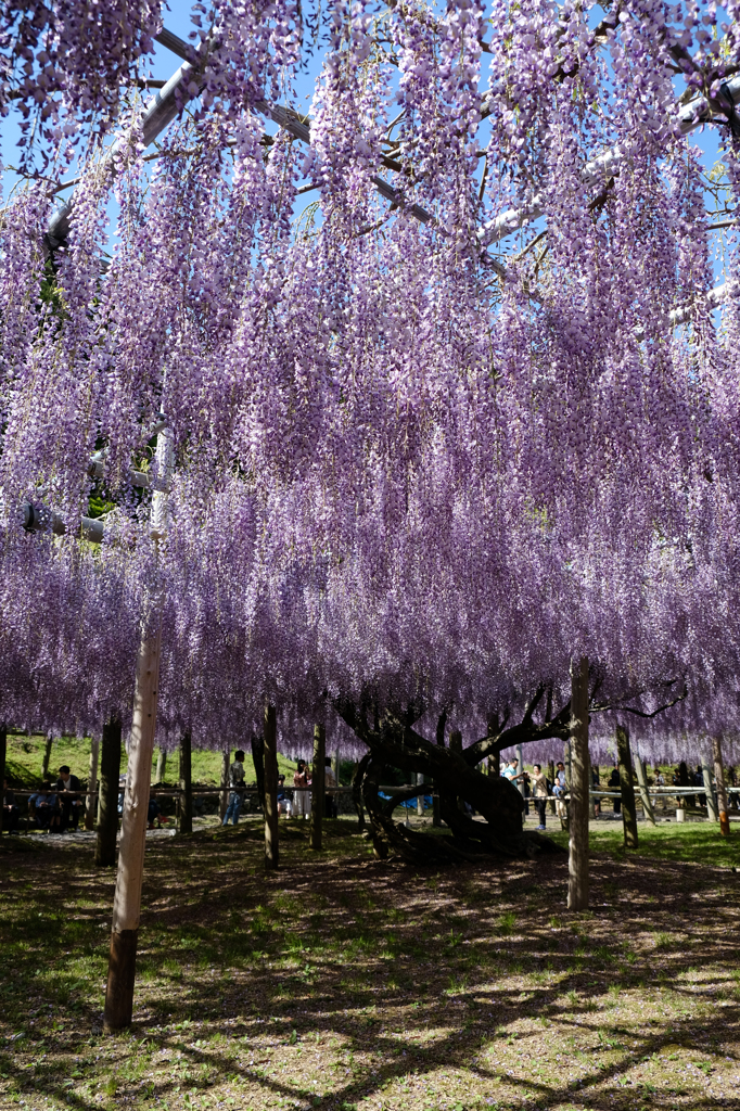 河内藤園