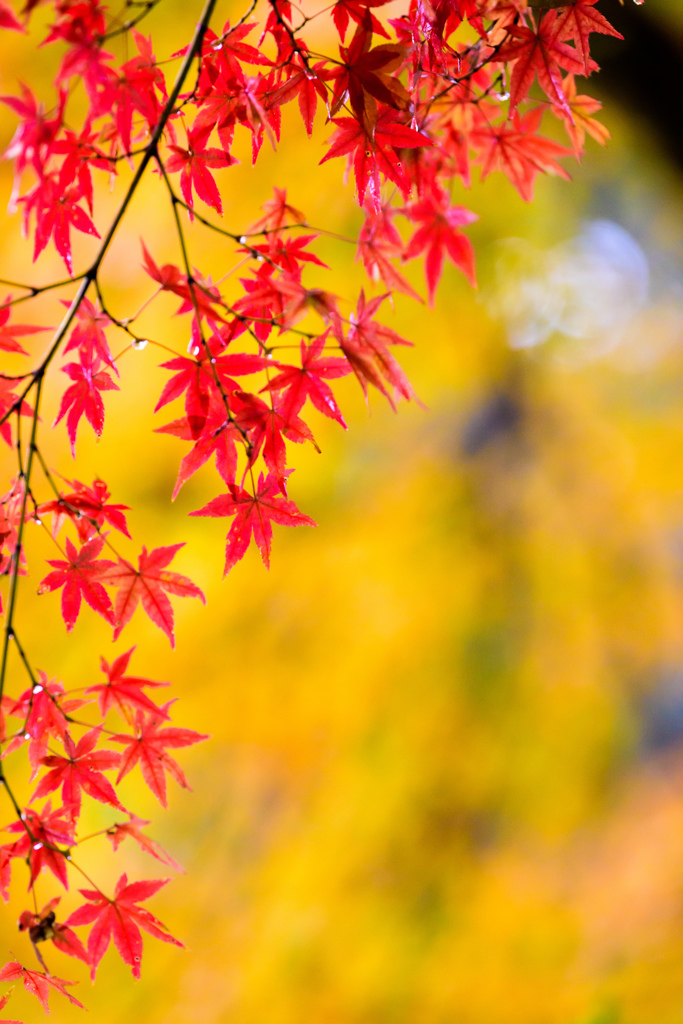 大興善寺の紅葉