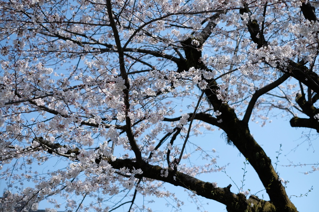 熊本城の桜