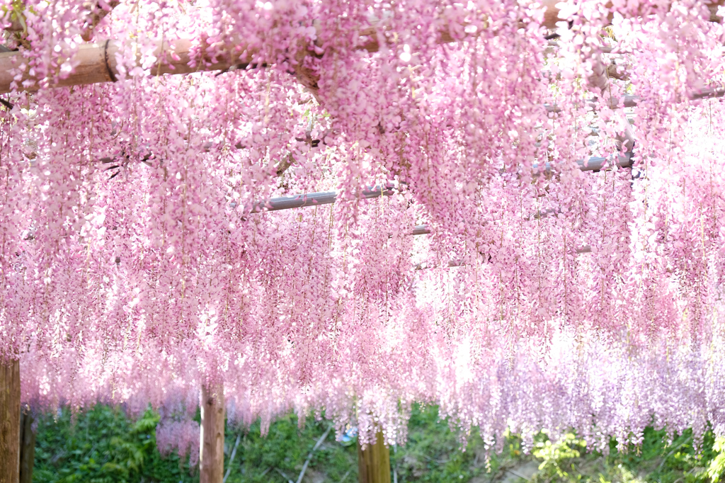 河内藤園