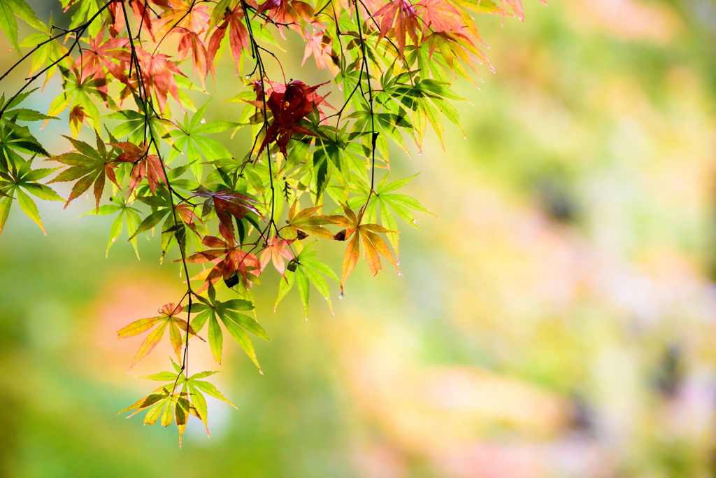 紅葉