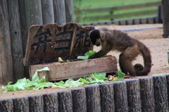 弁当箱