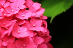 紫陽花