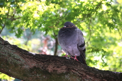 鳩胸
