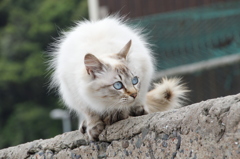 Blue eye