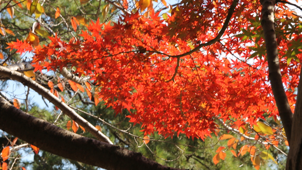 sIMG_0116