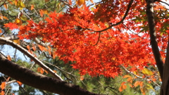 sIMG_0116
