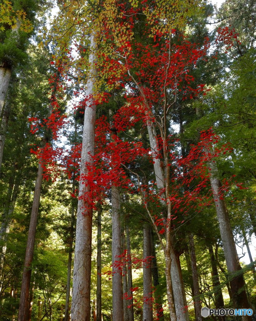 紅一点