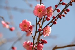 小春日和