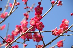小春日和