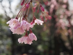 雨上がりの桜