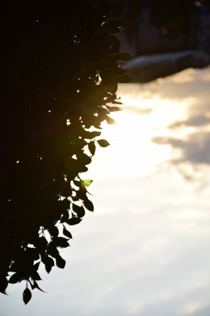 DSC_0294