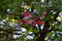 DSC_0088