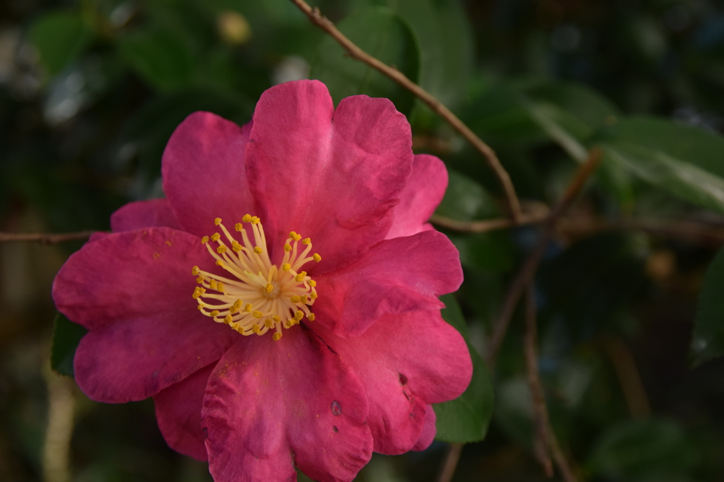 DSC_0098