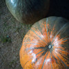 big pumpkin