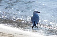 砂浜海鳥
